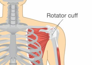 Human Rotator Cuff